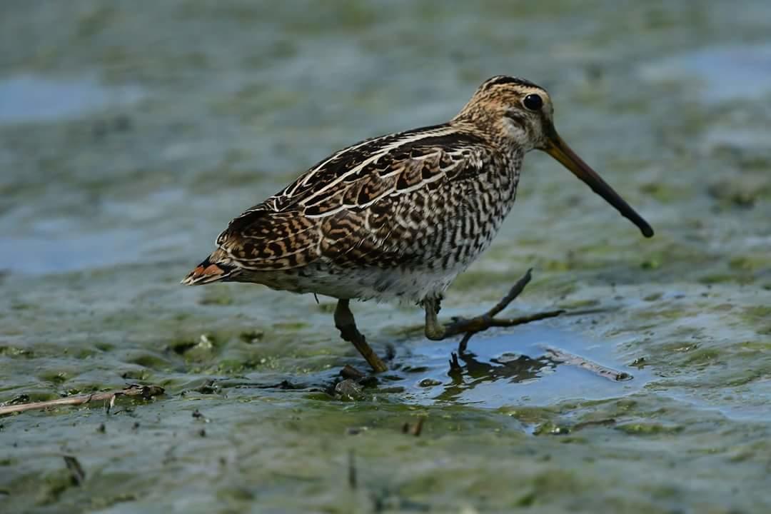 Water Bird Family Apartment Toucheng Luaran gambar